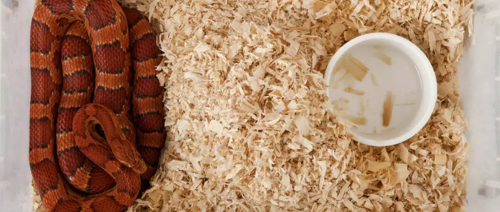 Best Reptile Substrate Snakes Bearded Dragons Lizards