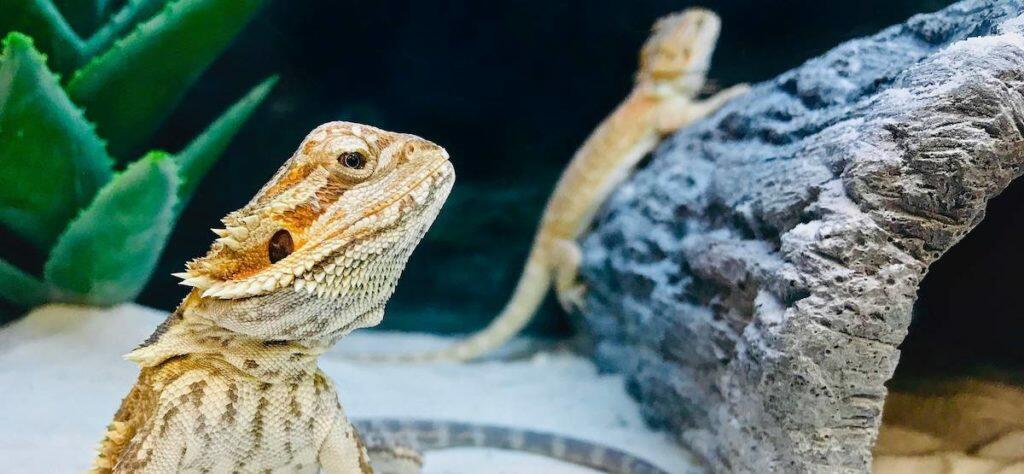 Best Reptile Vivarium Terrarium Thermometer