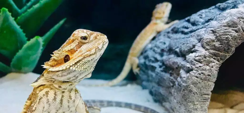 Best Reptile Vivarium Terrarium Thermometer