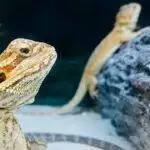 Reptile Thermometers & Hygrometers