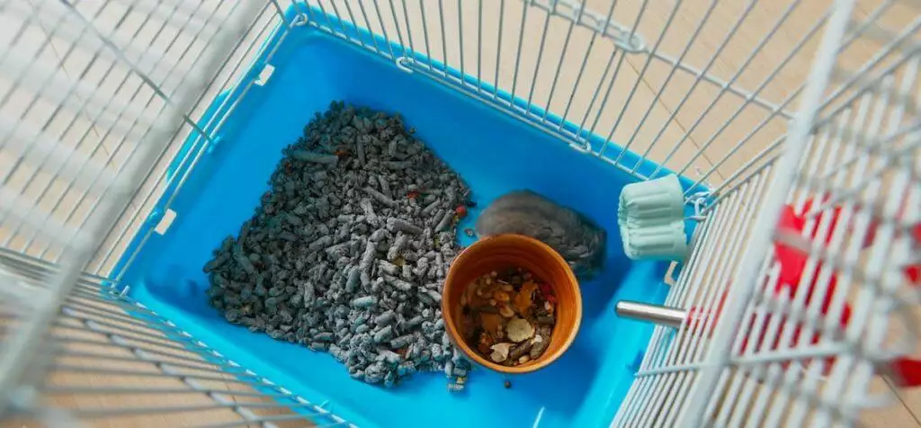 Best Small Animal Litter