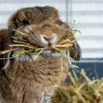 Small Animal Litter Trays