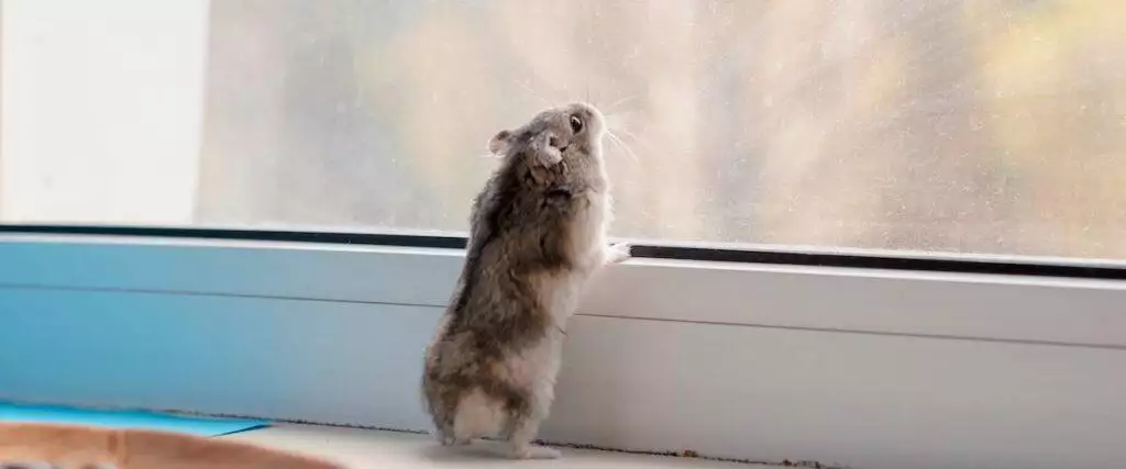 Best Small Pet Carrier