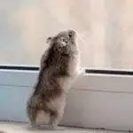 Small Animal Carriers