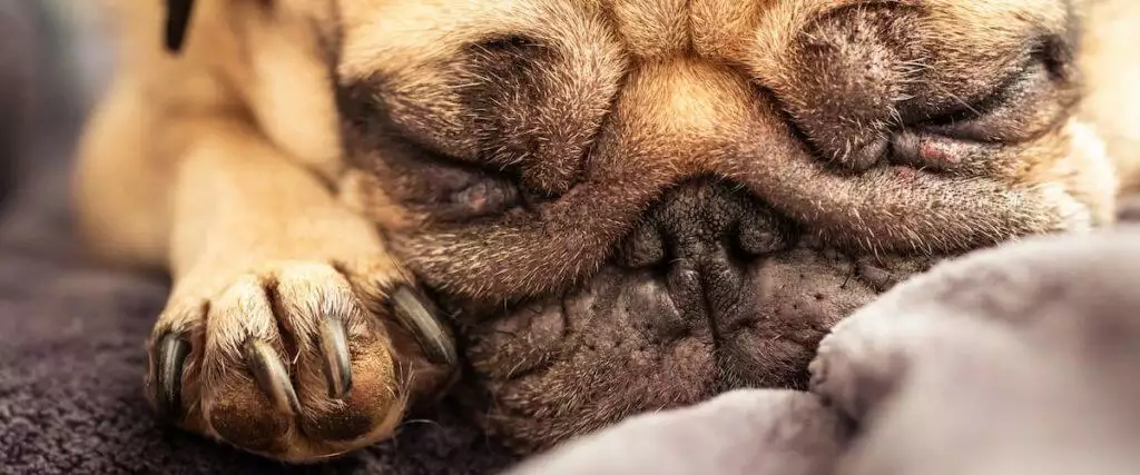 Best Styptic Powder For Dog Claws