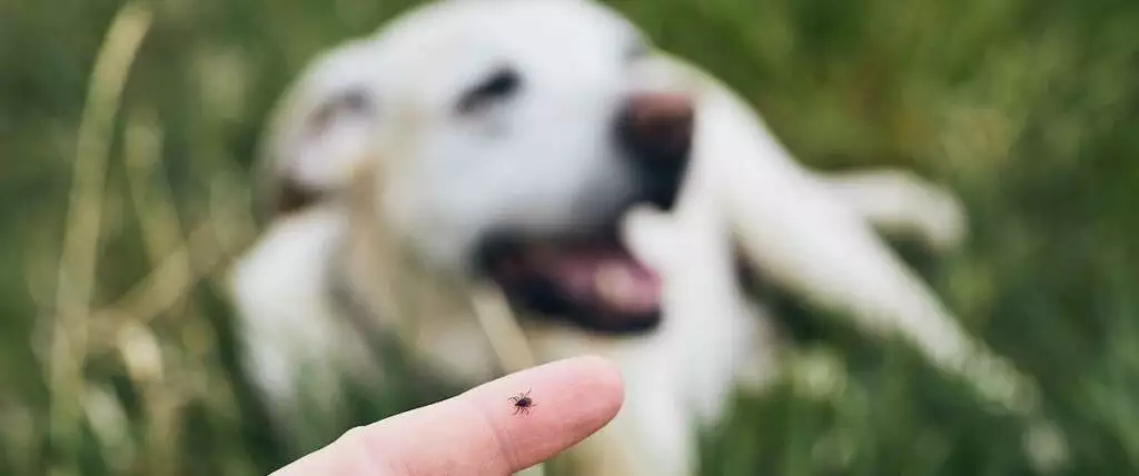 Best Tick Removal Tools