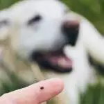 Best Tick Removal Tools UK 2026: O'Tom, TickCheck & Guide