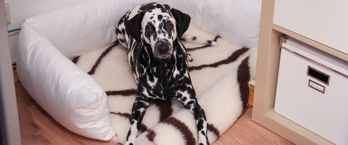 Best Dog Vet Beds Reviewed for 2023 Petz