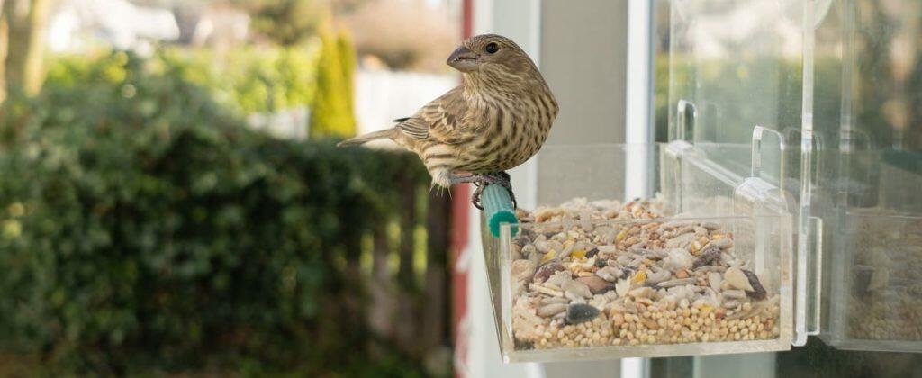 Best Wild Bird Feeders