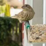 Wild Bird Feeders