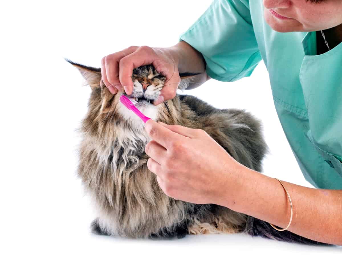 Best Cat Toothbrush Reviewed for 2022 Petz