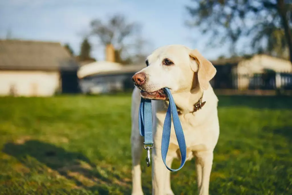 the best dog leashes reviewed