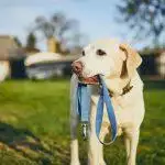 Best Dog Leads UK 2026: Walking, Training & Hands-Free Reviewed