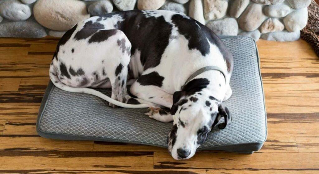 Best Waterproof Dog Beds