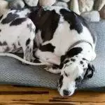 Best Waterproof Dog Beds for 2026: Puppy-Proof & Senior-Friendly