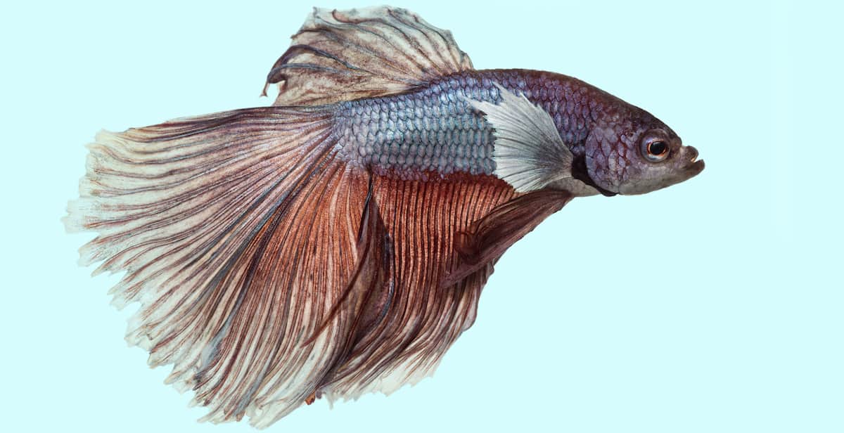 Betta Fish