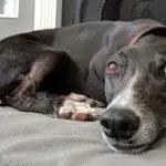 Small Business Spotlight: Big Dog Bed Company