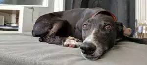 Small Business Spotlight: Big Dog Bed Company