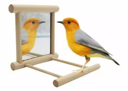 Bird Stand Perch with Mirror for Budgie