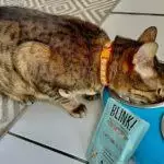 Blink Cat Food Review UK 2026: Letterbox Subscription Cat Food Honestly Assessed