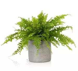 Boston Fern