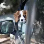 Before You Buy A Puppy