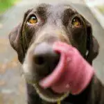 What To Do If Your Dog Eats Chocolate