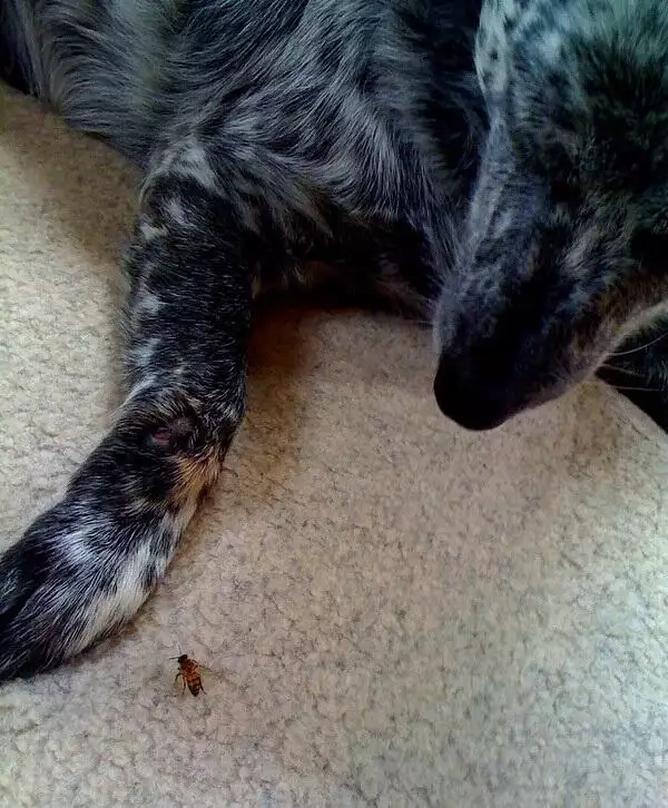 Dog with Bee