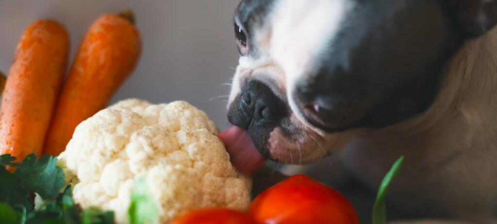 Can dogs eat christmas dinner