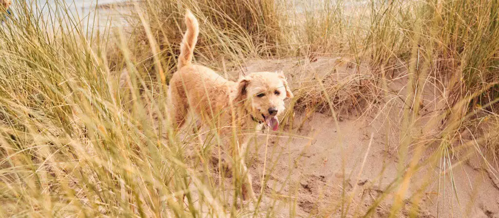 Canine Cottages Competition