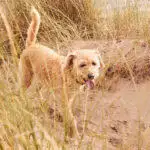 Your Dog Can Now Become A Professional Staycationer