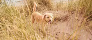 Your Dog Can Now Become A Professional Staycationer