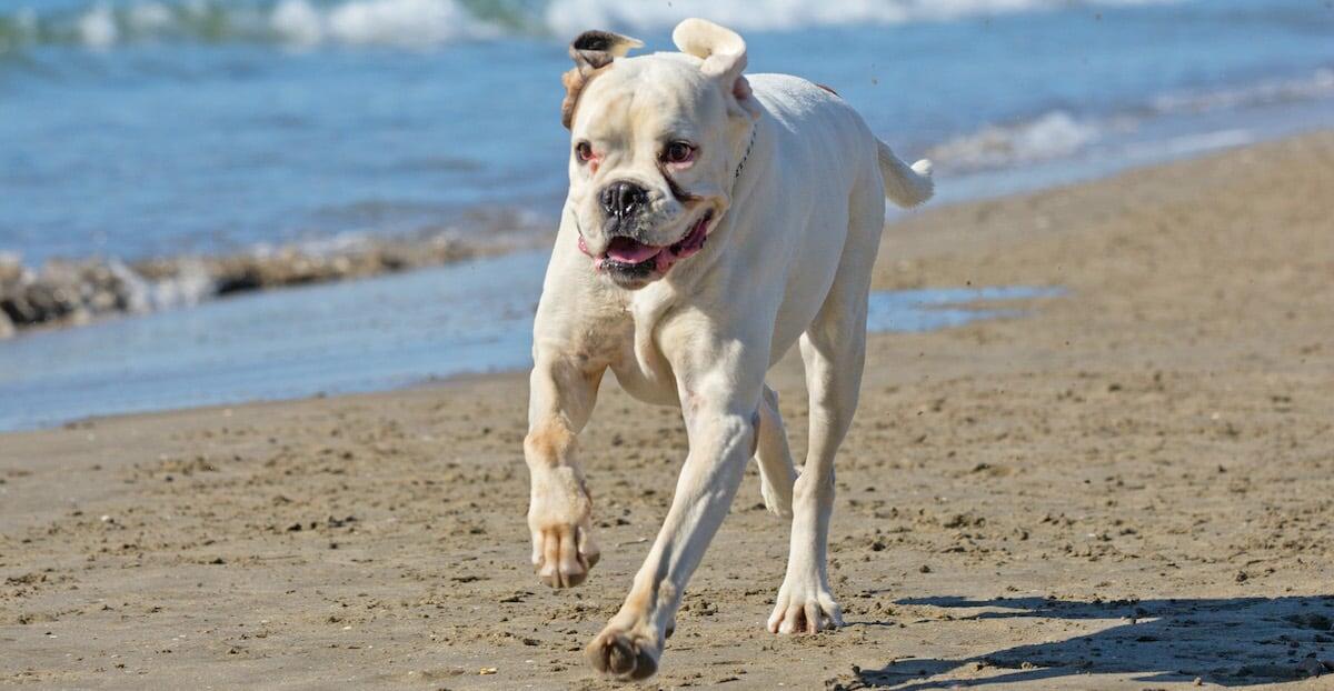 Canine Cottages Competition Entry