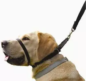 Canny Collar Black Dog Headcollar