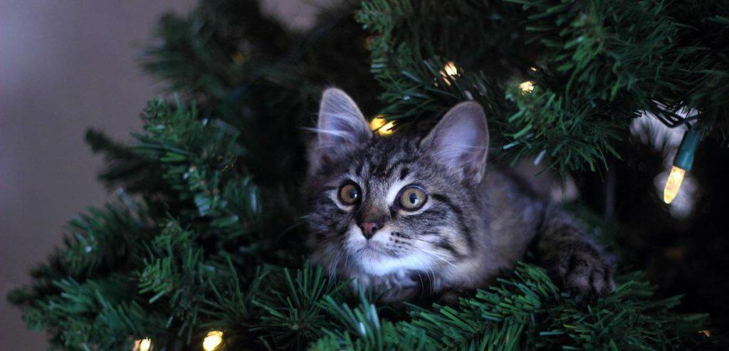 Cat Proofing Christmas Tree