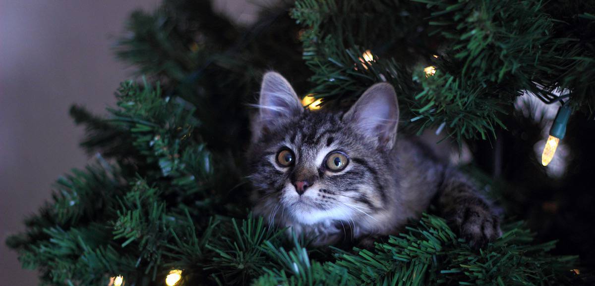 How to CatProof Your Christmas Tree Petz