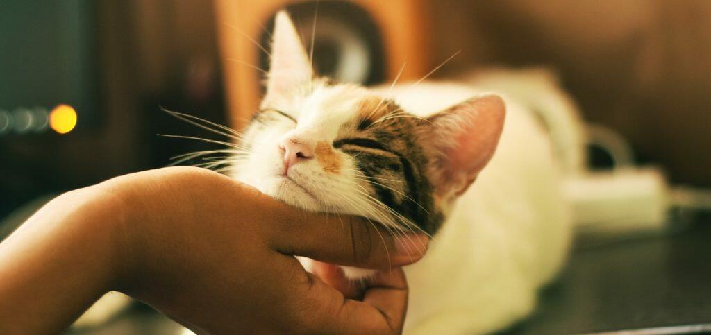 Cat Vaccination Guide
