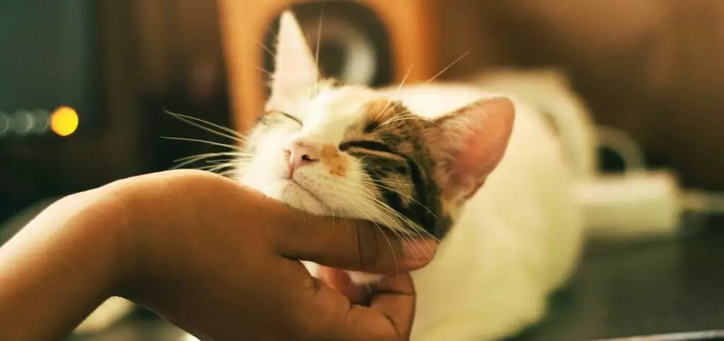 Cat Vaccination Guide