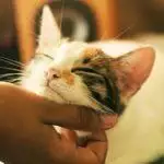 Cat Vaccination Guide: What & When Is Needed