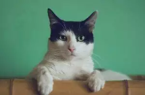 FIV (Feline Immunodificiency Virus) In Cats