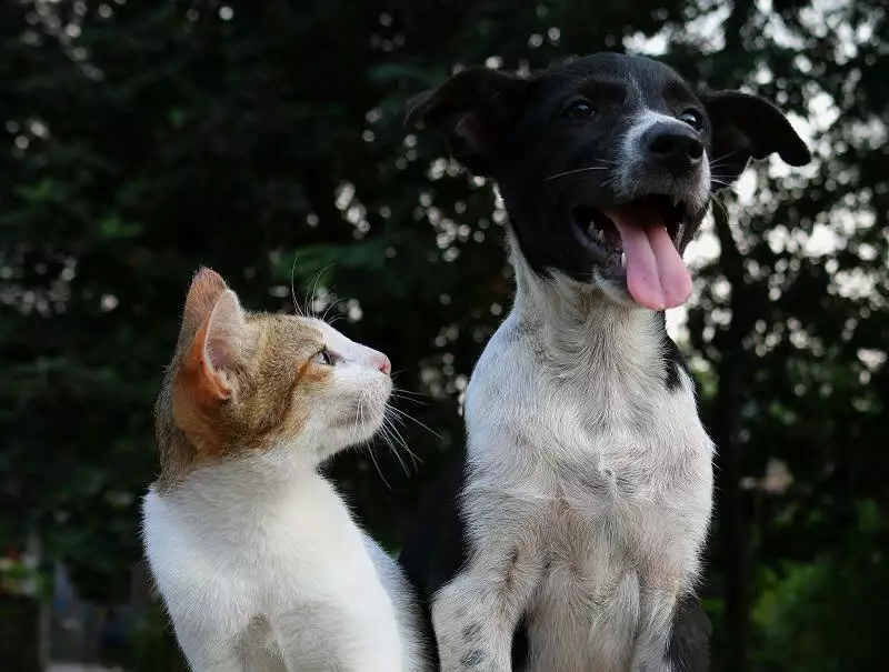 Ginger and white cat with a black and white dog outside
