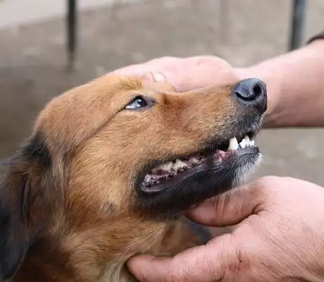 Checking your dogs teeth periodontal disease
