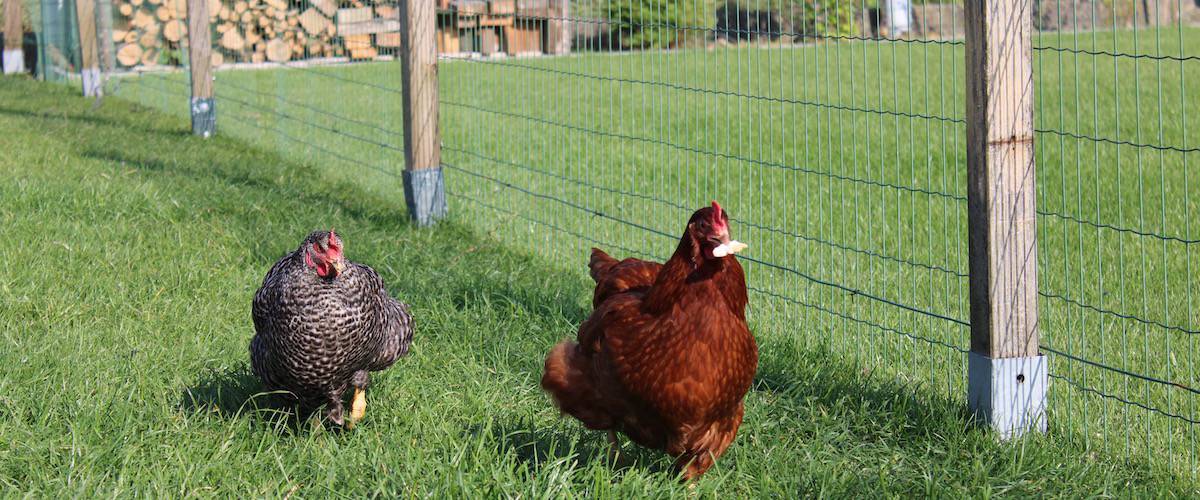 Beginner’s Guide To Keeping Chickens Petz