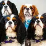 Small Business Spotlight: Chilled Dawgz Daycare