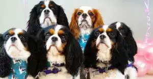 Small Business Spotlight: Chilled Dawgz Daycare