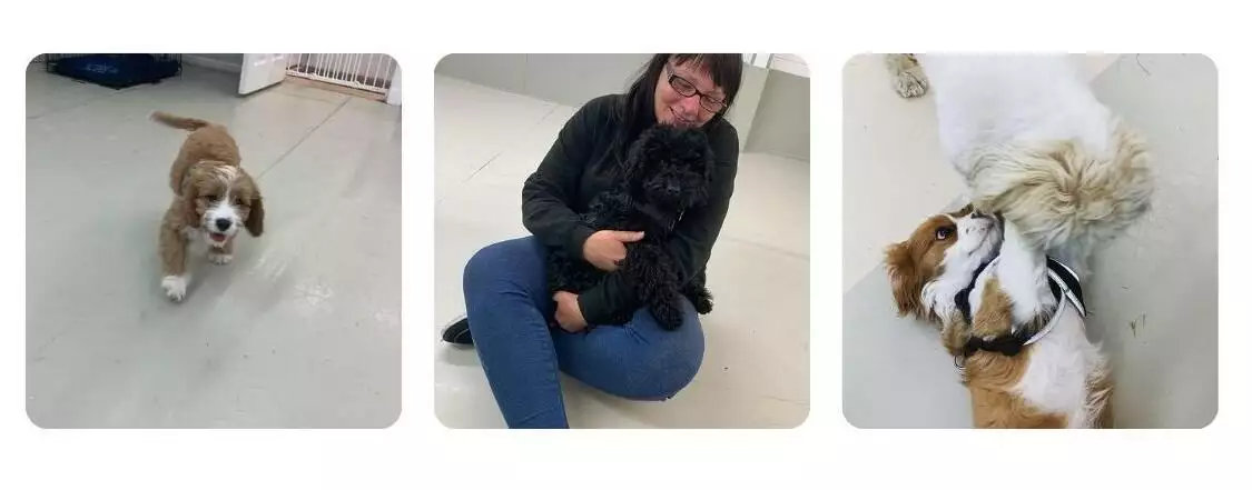 Dogs playing at Chilled Dawgz Doggy Daycare