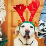 Christmas Outfits for Dogs
