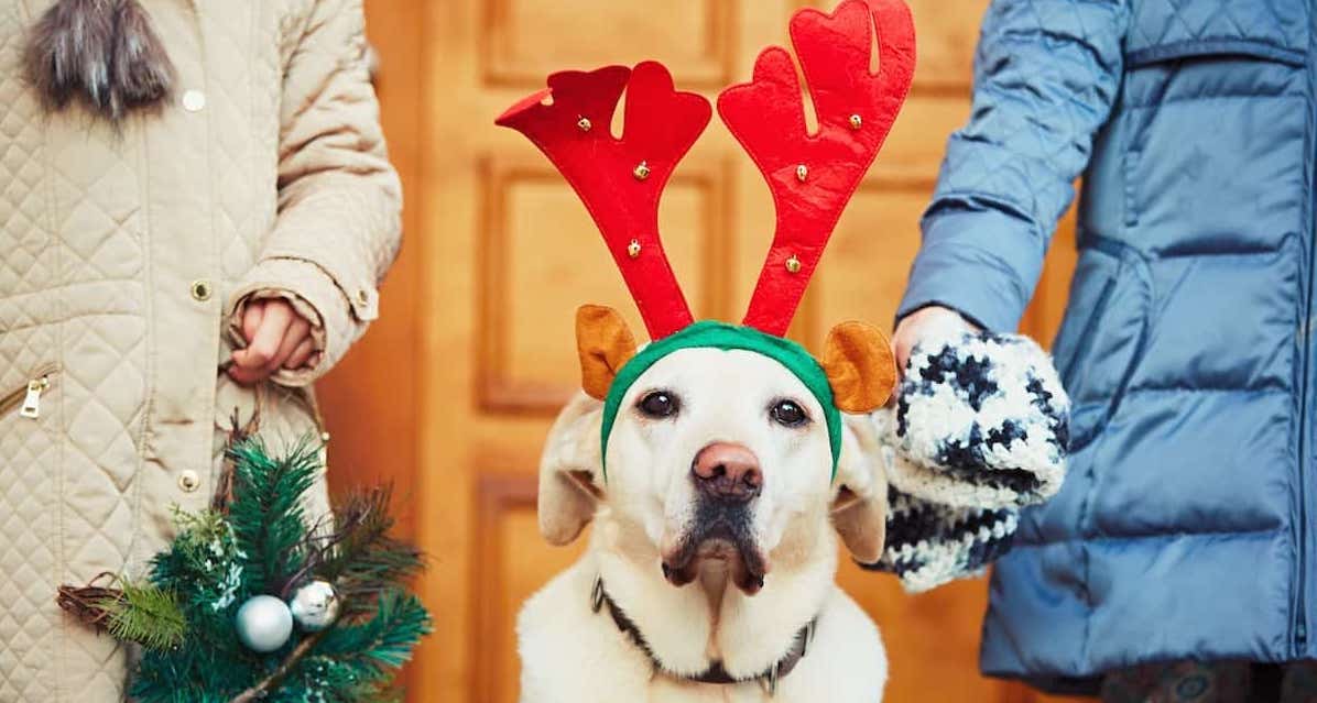 Best Christmas Outfits for Dogs Reviewed for 2022 Petz