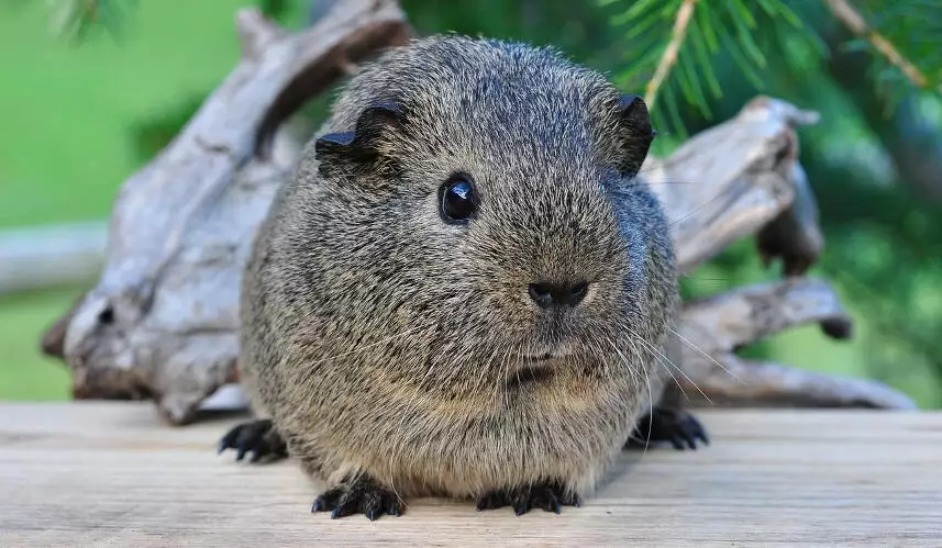 Cut Guinea Pig Nails Guide