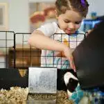 How To Make A Guinea Pig Cage